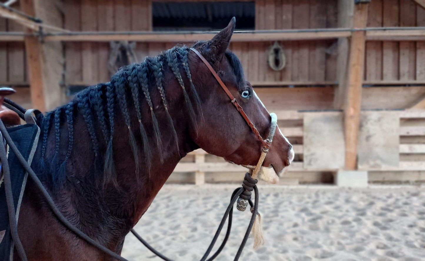 Ensemble bosal rawhide tressé